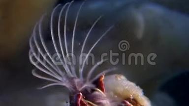 巴拉努斯巴拉诺莫法海橡子海生甲壳动物在海底。