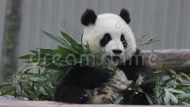 小熊猫小熊正在学吃竹叶