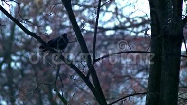 <strong>鸟儿</strong>坐在光秃秃的<strong>树枝</strong>上，冬天，寒冷的天气