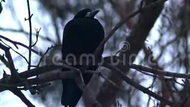 鸟儿坐在光秃秃的树枝上，冬天，寒冷的天气