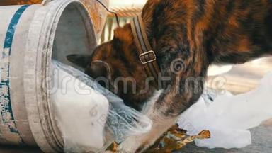 一只孤独的流浪狗在垃圾桶里寻找食物，垃圾桶里堆满了包裹和食物