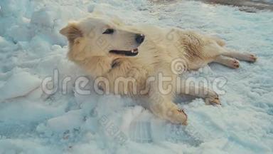 白色瑞士牧羊犬在雪中玩耍。 动作缓慢。