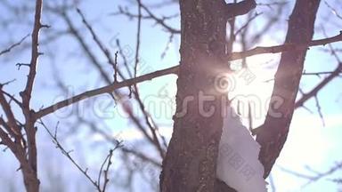 雪中的树枝冬日阳光明媚