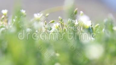白色野花，春天自然背景.