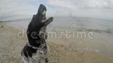 狗在海滩上抓一块食物