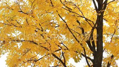 秋天的森林-黄色的白杨树叶在夕阳的光线下。