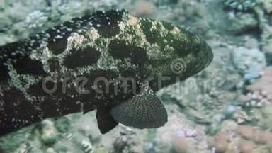 褐垃圾石斑鱼和热带暗礁