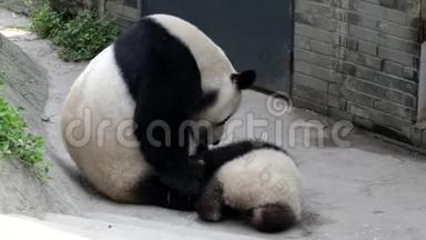 可爱的小熊<strong>猫</strong>小熊在和妈妈玩中国