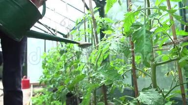 温室水番茄的慢运动<strong>序列</strong>