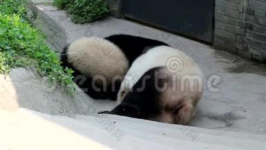 可爱的小熊猫小熊在和妈妈玩中国