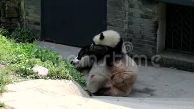 可爱的小熊猫正在和她的妈妈玩中国