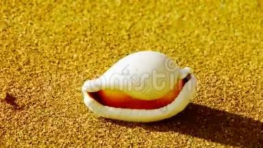金色沙滩上的白海螺，风吹沙
