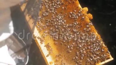蜜蜂饲养员在蜜蜂蜂群<strong>框</strong>架内工作的多色蜂窝慢动作<strong>视频</strong>