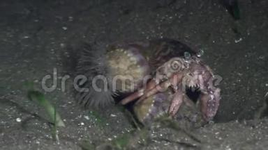在菲律宾野生动物海洋中的巨蟹座隐士。