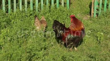 传统免费家禽养殖场鸡