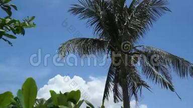 天空背景下椰子树的顶端