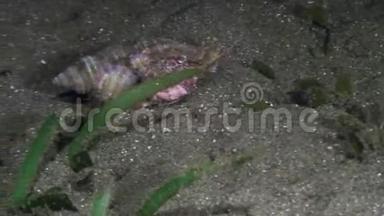 在菲律宾海洋水下的一个贝壳中的癌症隐士。