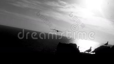 黑白静止的海鸥飞过日落时俯瞰大海的悬崖。 高清1080便士