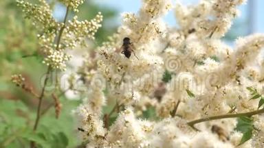 昆虫从树枝上盛开的黄色花朵中采集花蜜。 特写镜头。 慢动作。 蜜蜂采集花蜜