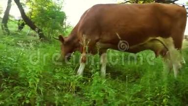 奶牛在绿色的草地上吃草。 农场里的牛。 养殖牛