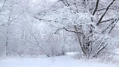 冬天的照片。 冬天的视频自然。 雪中的雪景树木..