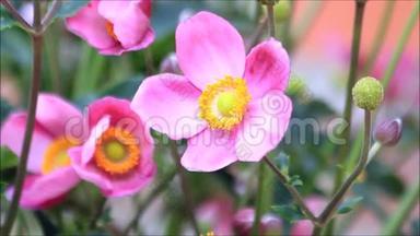 粉红花海葵