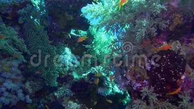 净火珊瑚米列波拉二色藻，阳光照耀在水面附近的彩色珊瑚上。