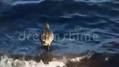 一只大理石的神鸟沿着海岸寻找食物