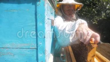 蜜蜂饲养员在蜜蜂蜂群框架内工作的多色蜂窝慢动作视频