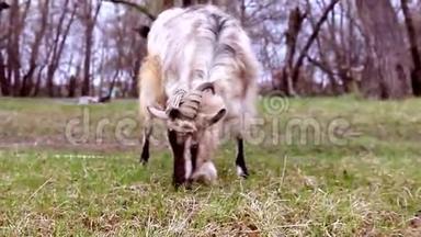 有角的山羊在草坪上吃草，吃青草。 山羊的肖像。