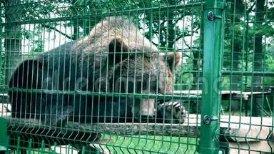 棕熊在炎热的夏天被<strong>圈养</strong>。 动物园笼子里的动物。