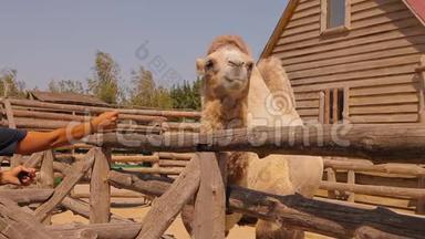 骆驼在动物园里，靠近骆驼吃，骆驼在木制鸟舍后面吃，一只干净的大骆驼