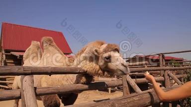 骆驼在动物园里，靠近骆驼吃，骆驼在木制鸟舍后面吃，一只干净的大骆驼