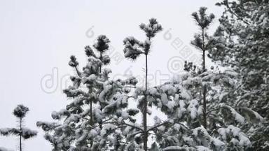 松树林、圣诞树、白雪、冬林美景的树梢