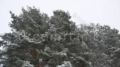 松林树梢圣诞树大自然白雪冬林美景