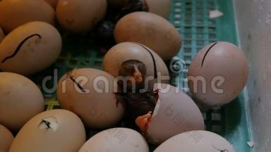 小的还是湿的新生儿，白的和黑的鸡在农场的孵卵器旁<strong>破蛋</strong>壳