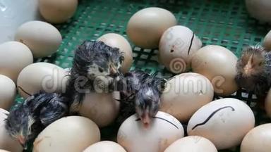 小的还是湿的新生儿，白的和黑的鸡在农场的孵卵器旁<strong>破蛋</strong>壳