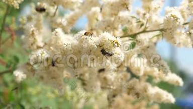 昆虫从树枝上盛开的黄色花朵中采集花蜜。 特写镜头。 慢动作。 蜜蜂采集花蜜