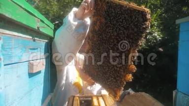 蜜蜂饲养员在蜜蜂蜂群<strong>框</strong>架内工作的多色蜂窝慢动作<strong>视频</strong>