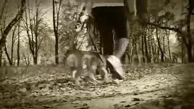 秋天公园的<strong>老电影</strong>《女孩与小猎犬在散步》