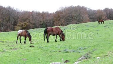 美丽的野生马在森林中的库科山在翁布里亚，在意大利。