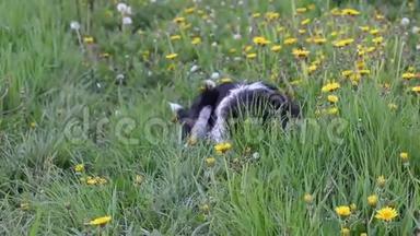 流浪狗在春天吃草