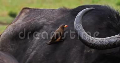 非洲水牛，合生牛，成年黄嘴牛，非洲野牛，肯尼亚马赛马拉公园，