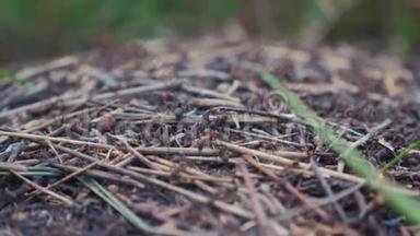 森林中的<strong>团队</strong>合作概念蚁丘。 大的生活方式蚁丘，森林里的草地上有<strong>蚂蚁</strong>