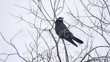 乌鸦鸟科比坐在强风的树枝上，<strong>枯树</strong>