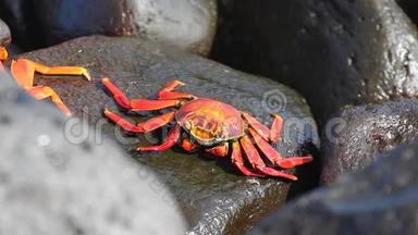 加拉帕戈斯的Grapsus Grappsus，Sally Lightfoot螃蟹