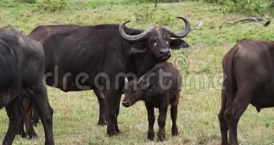 非洲水牛，合生牛，成年黄嘴牛，非洲野牛，肯尼亚马赛马拉公园，