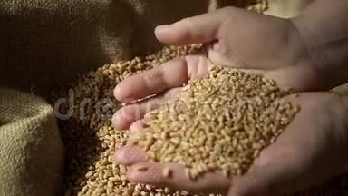 农产品、小麦收成特写视频