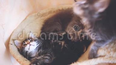 有趣美丽的缅因州考恩小猫躺在吊床上来回移动他们的头。 1920x1080。 高清高清