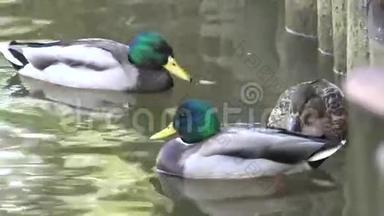 鸭子和一群绿头鸭一起在池塘上漂浮。4K超<strong>高清</strong>，超<strong>高清</strong>